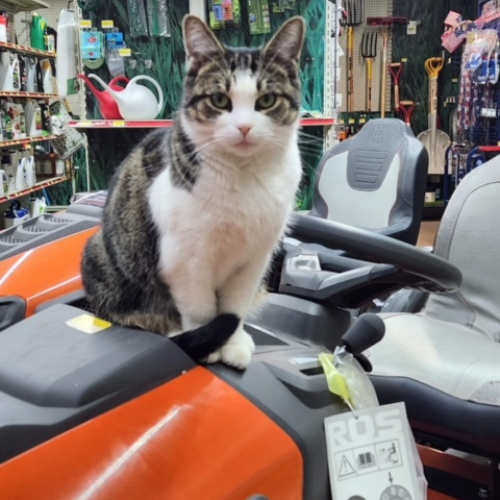 A cat sitting on a lawnmower Inside of Boyne Co-Op Hardware and Rental