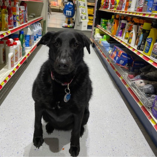 A dog sitting inside of Boyne Co-Op Hardware and Rental