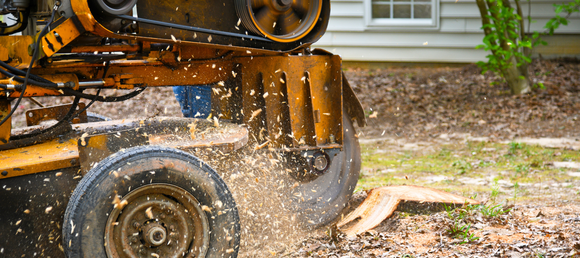 Stump grinder in use